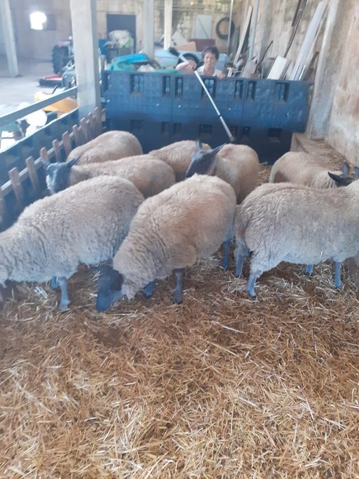 Borregos raça francesa Bleu Domaine