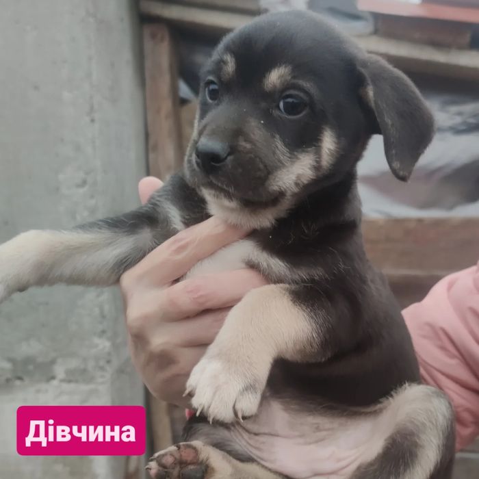 Віддається цуценя в добрі руки