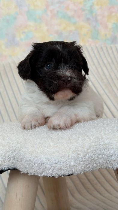 Неймовірна дівчинка гаванського бішона - Гаванез, Хаванез,  Болонка