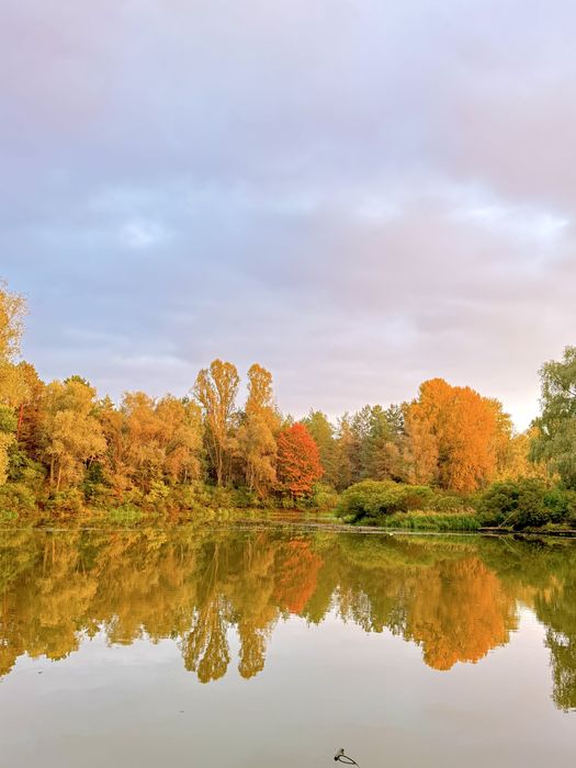 10 сот біля рибного каналу 250м поряд ліс та київське море терміново