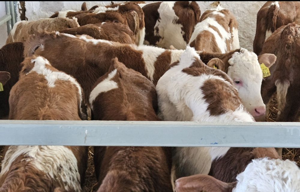 Byczki Simentale 60/130 kg