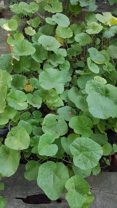 Malwy bylina do ogrodu malwa wieloletnia kwiaty