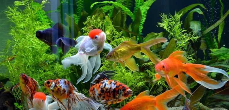 Золоті Рибки( Вуалехвост)