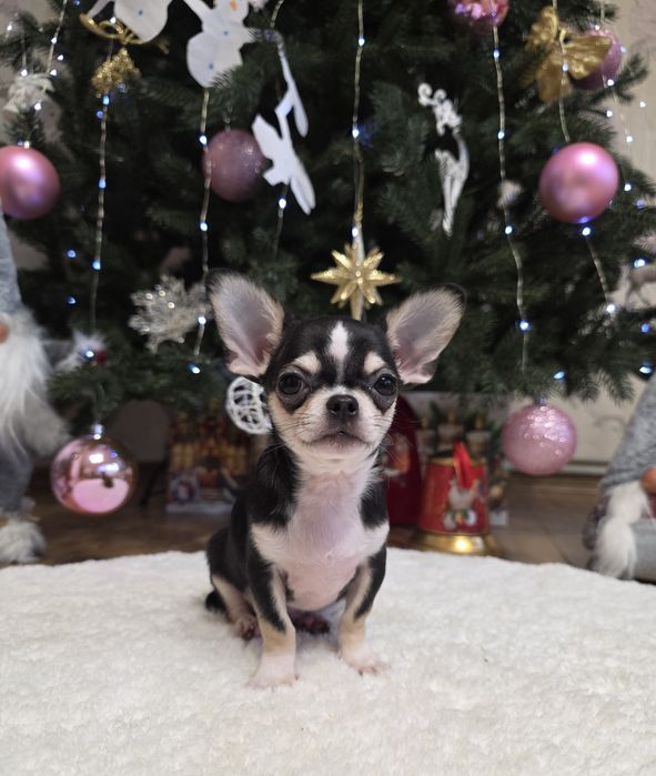 Неймовірні хлопчики. Міні чихуахуа