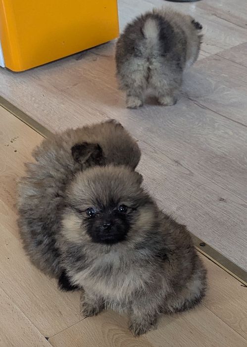 Померанський малючок