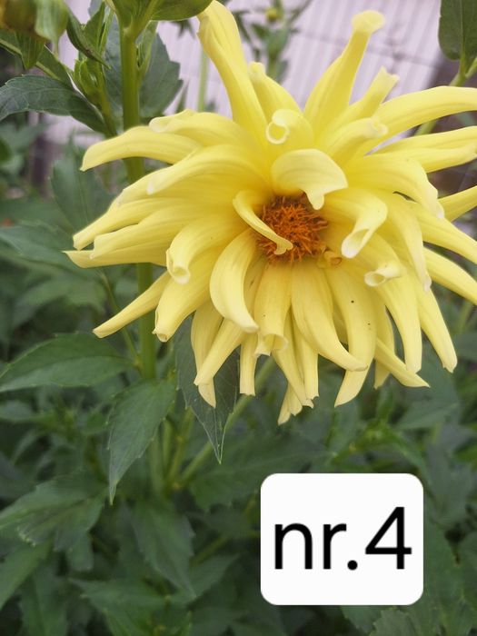 Karpy dalii, georginie