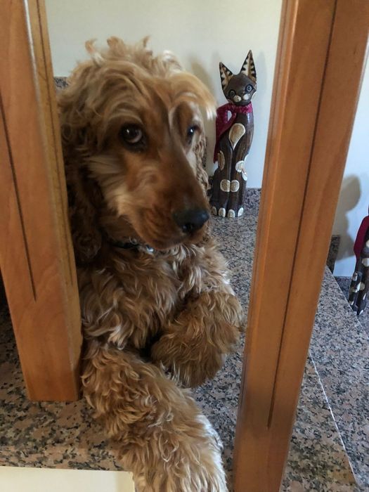 Woodie- cachorro cocker spaniel ingles para adoção