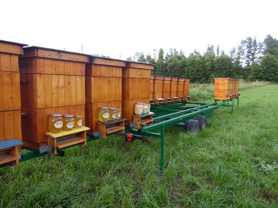 Miód rzepakowy z 2025