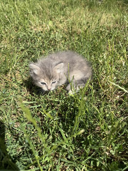 Віддам кошенят цієї красуні