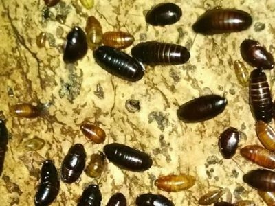 Drosophilas e alimento vivo