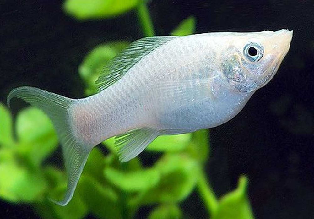 Molinezja ostrousta lirowa srebrna - Poecilia sphenops - dowóz