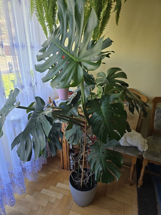 philodendron silber Philodendron Silver Stripe
