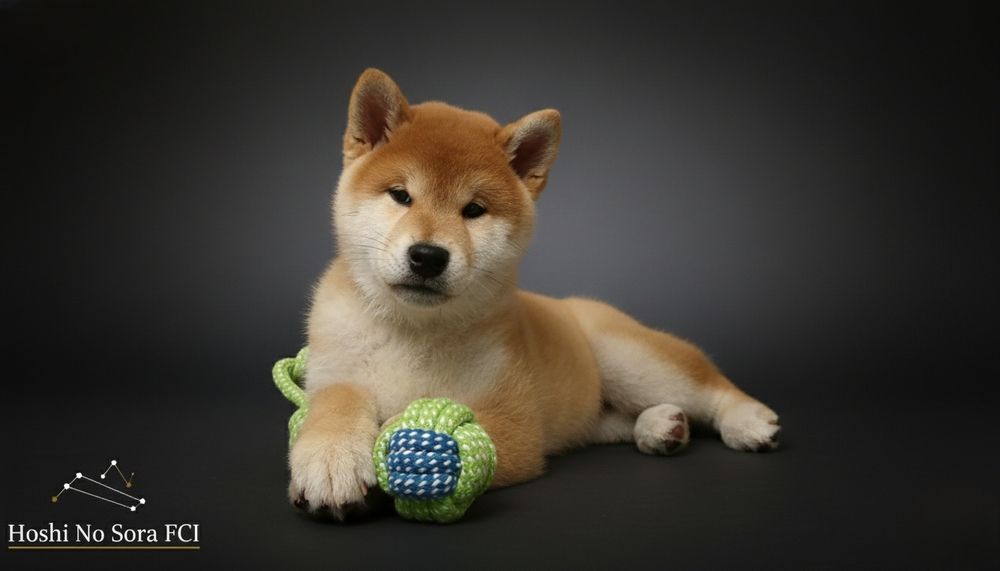 SHIBA INU SZCZENIAK FCI ZKwP Czerwony – Rodzice Import Rosja TOP Linia