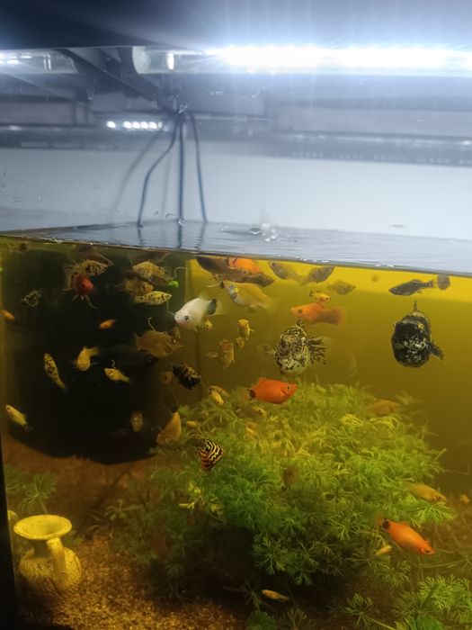Muitos peixes  de água quente