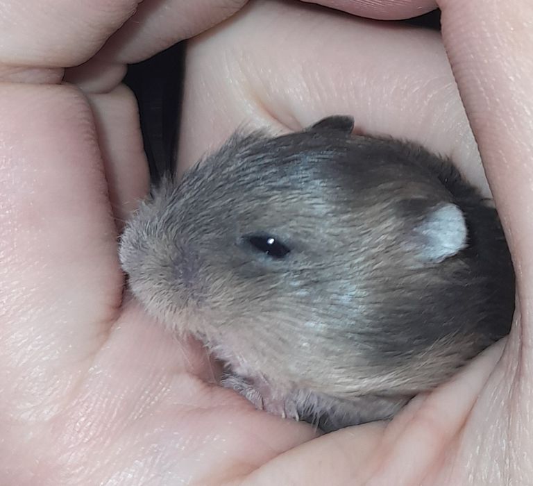 Хом'ячки джунгарики