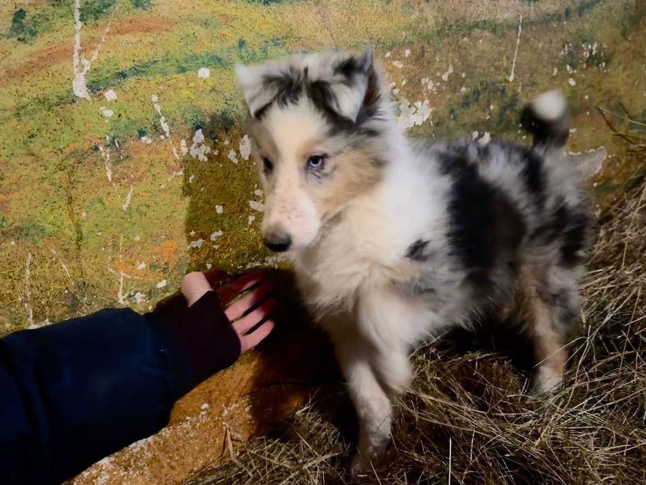 Owczarek szkocki collie