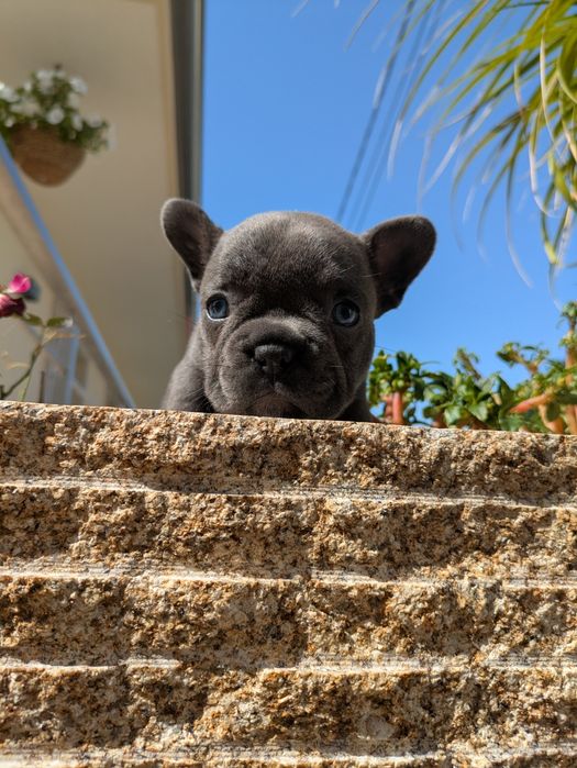 Bulldog francês  fêmea exelente exemplar