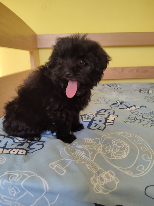 Мальтіпу супер щенки