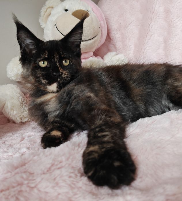 Piękna koteczka Maine Coon