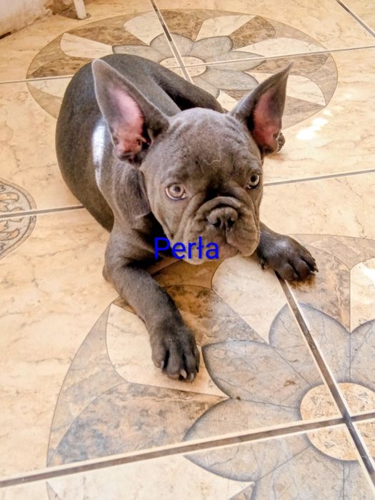 Buldog francuski blue