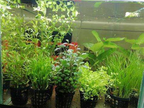 rośliny akwariowe