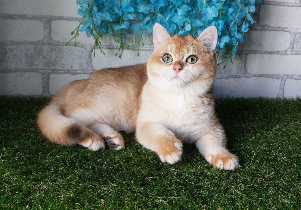 Британський котик Золота шиншила