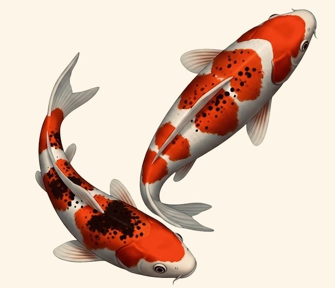 Karp Koi Kometa  -Ryba do Oczka Wodnego