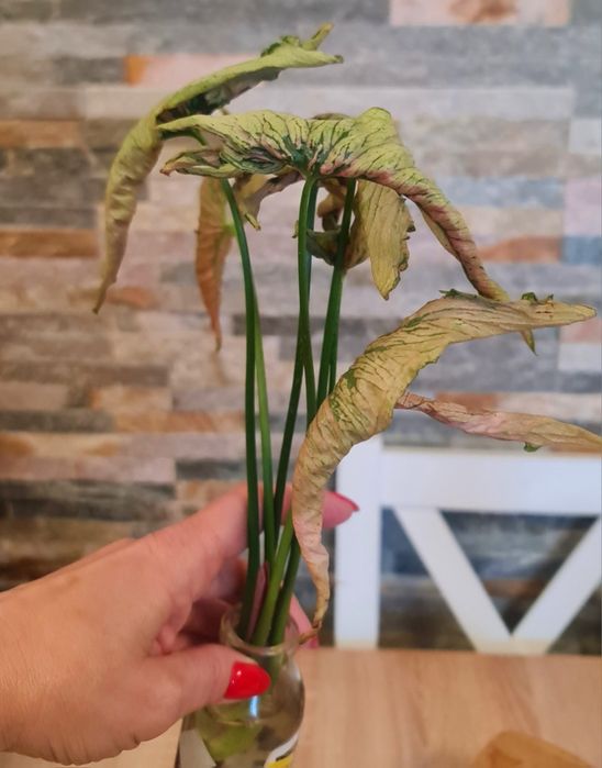 Syngonium Pink Rolli,30cm