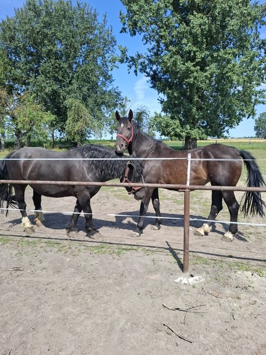 Sprzedam  klacz Śląską