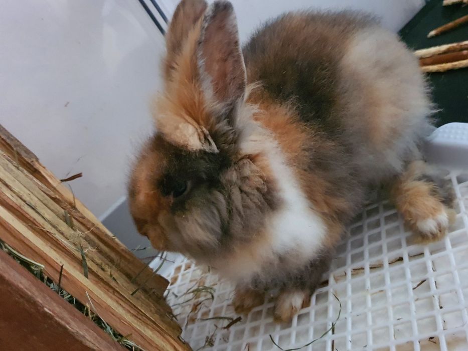 Oddam za darmo kròlika miniaturkę