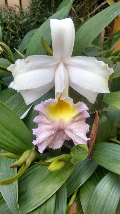 Orquídea de Cana / Sobralia, fácil cultivo, flores 18cm