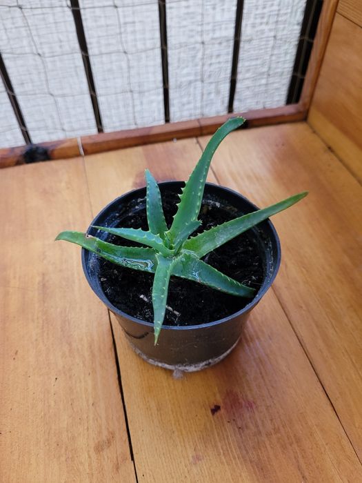 Aloes (kwiat w doniczce). Młoda sadzonka zakorzeniona
