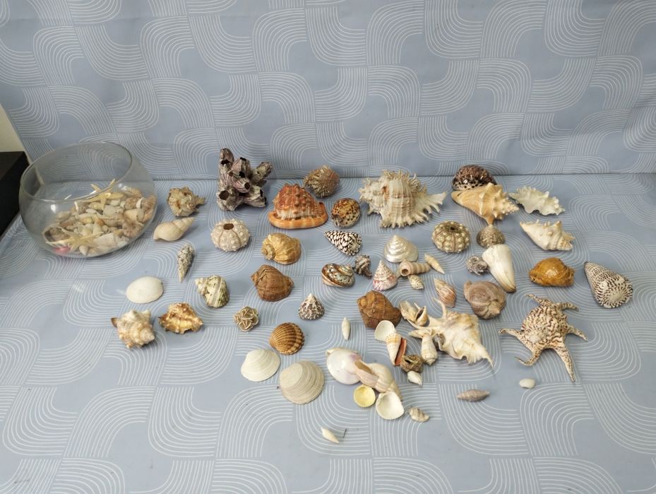 Piękne muszle dekoracja