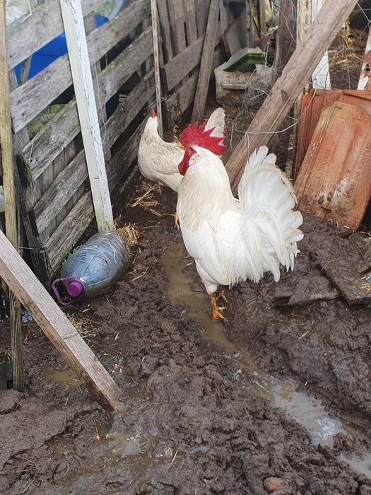 Galos  e galinhas Leghorn  White.