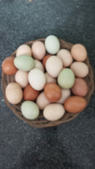 Ovos caseiros 100% de galinhas à solta no quintal.