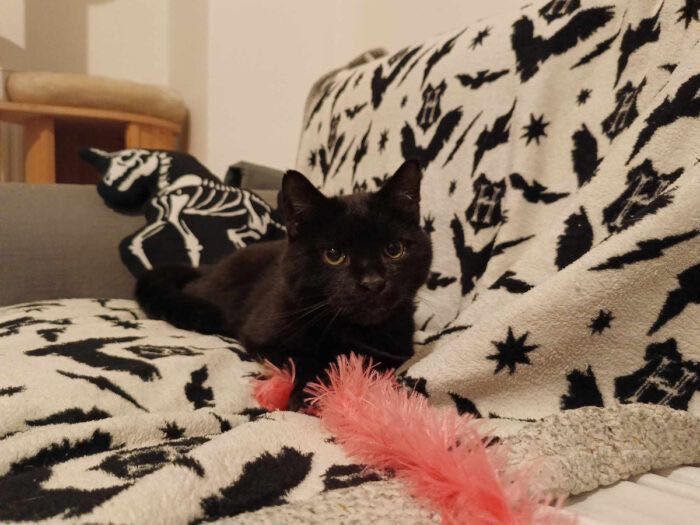 Kundera - kot, kotek, kocur do adopcji