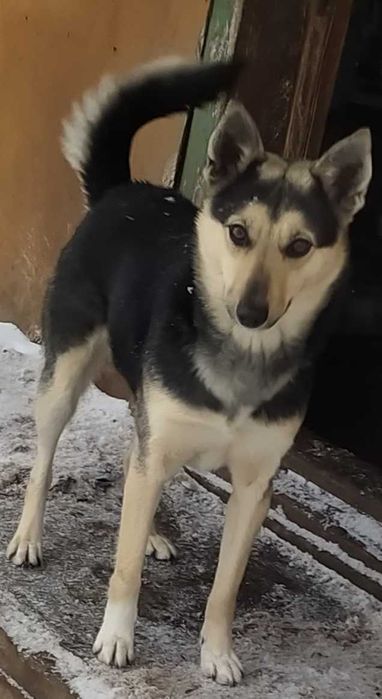 Віддам собачку тільки в ДОБРІ РУЧКИ