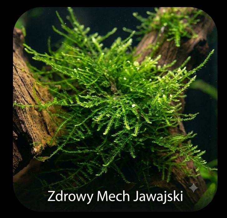 Sprzedam mech jawajski