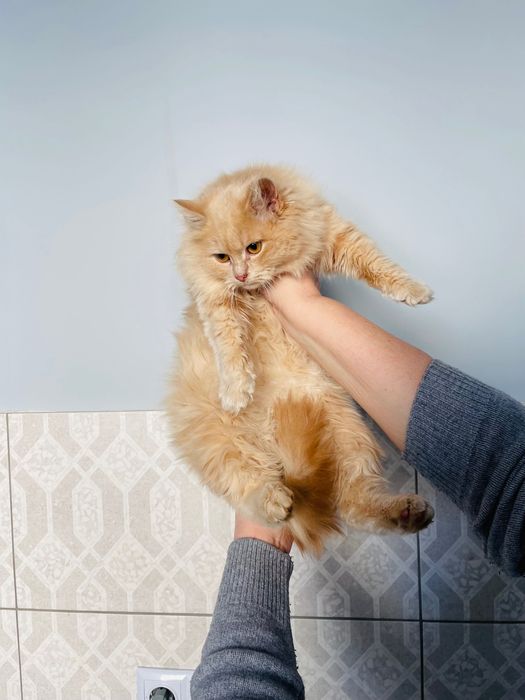 Котята котики отдам котенок