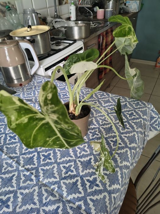 Alocasia Frederyk Verginata
