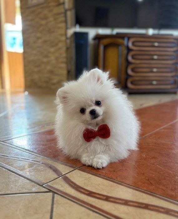 Spic miniaturowy pomeranian unikatowa sunia mini