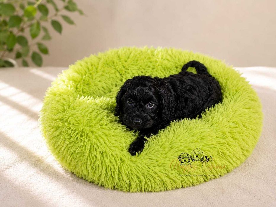 Cockapoo F1B – pies, który skradnie Twoje serce - już do odbioru