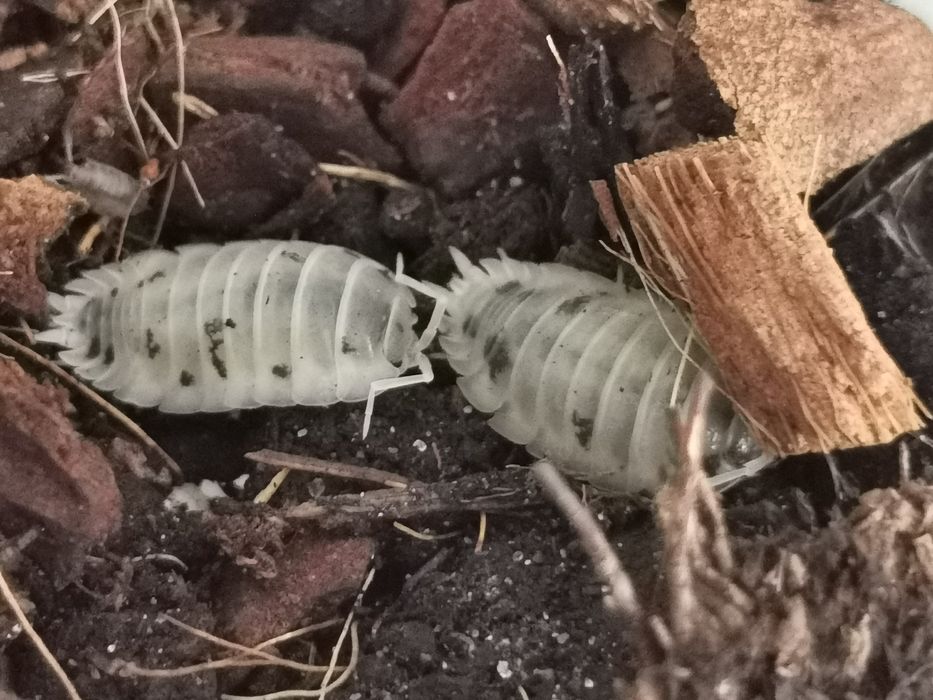 Isopody Izopody Porcellio laevis dairy cow