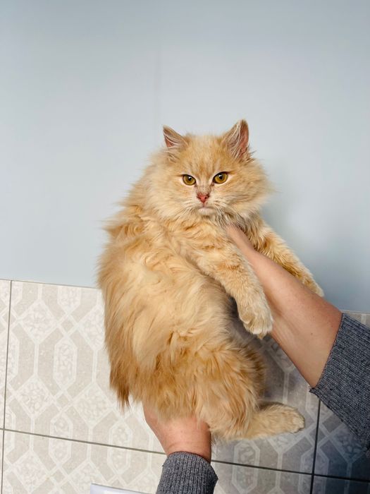 Котята котики отдам котенок