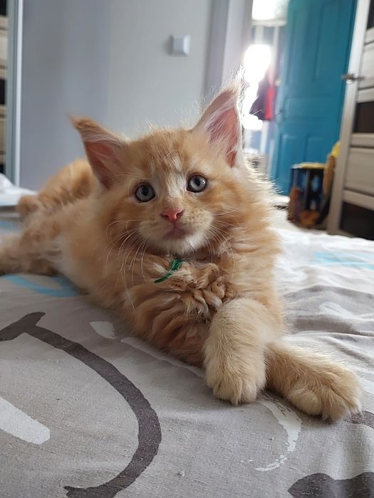 Руді котики мейн куни