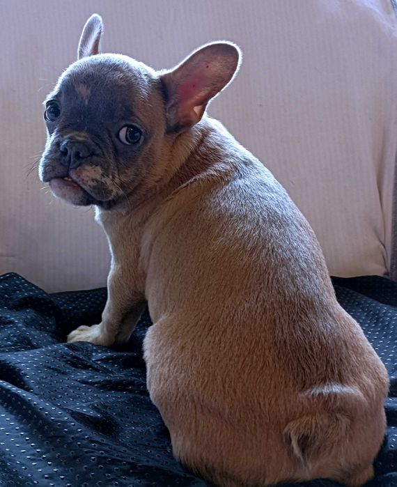 Пухнасте море любові на 8 березня