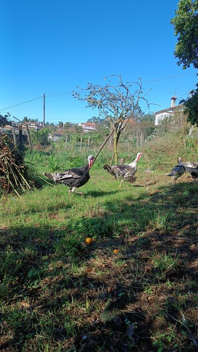 Reserva se perús para o natal