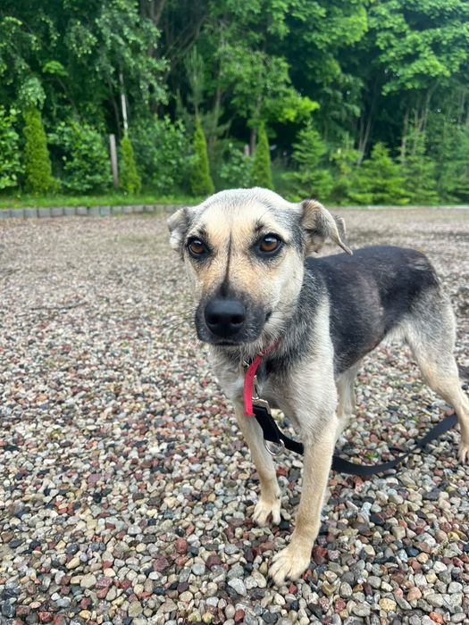 Daisy do adopcji