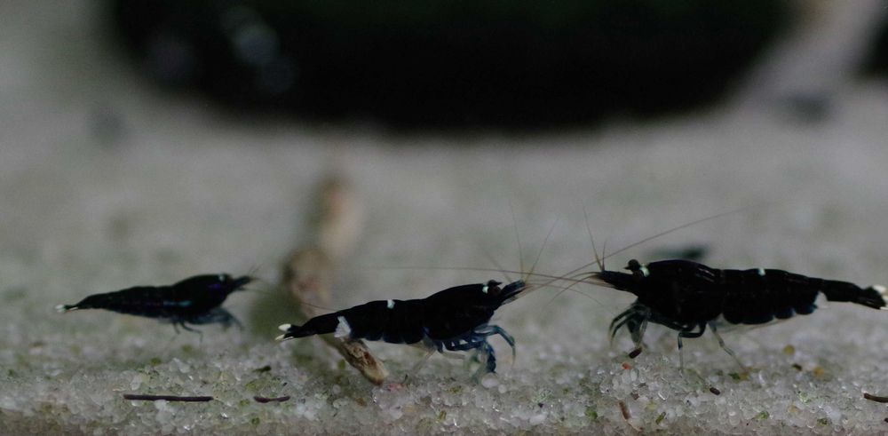 Krewetka cardina Taiwan bee panda black