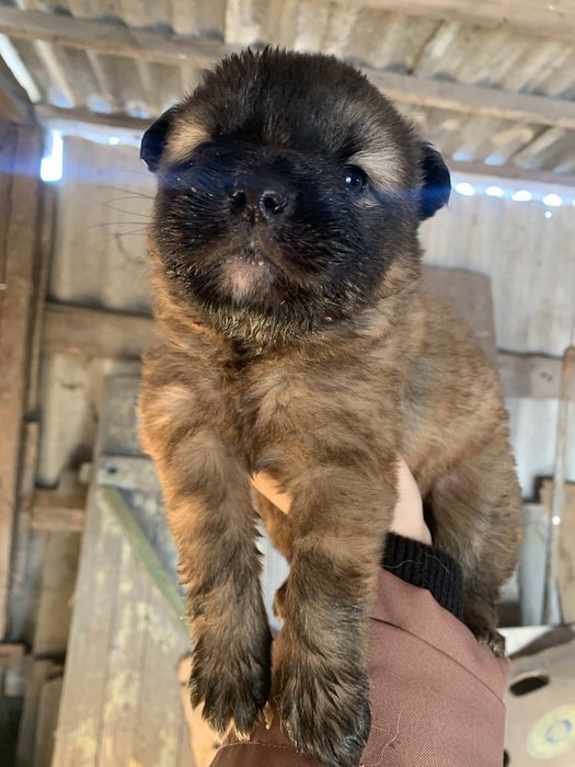 Маленькі цуценята мріють про дім